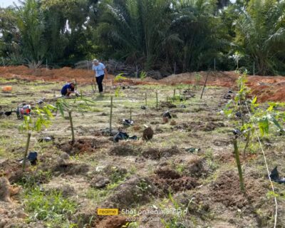 Planting the Targetting Bamboo Spesies