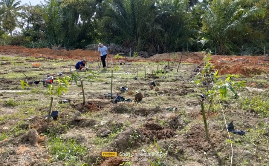 Planting the Targetting Bamboo Spesies